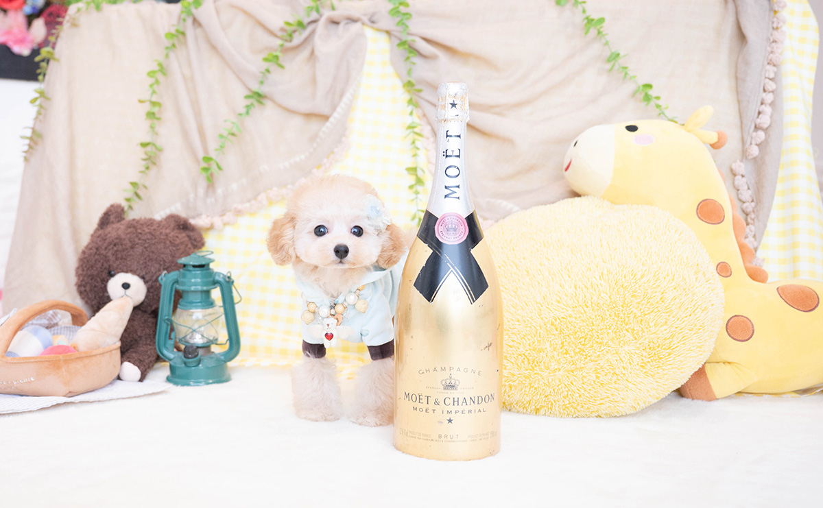 タイニープードルのアプリコットの男の子｜2025年11月23日生まれ｜No.11100｜画像2枚目