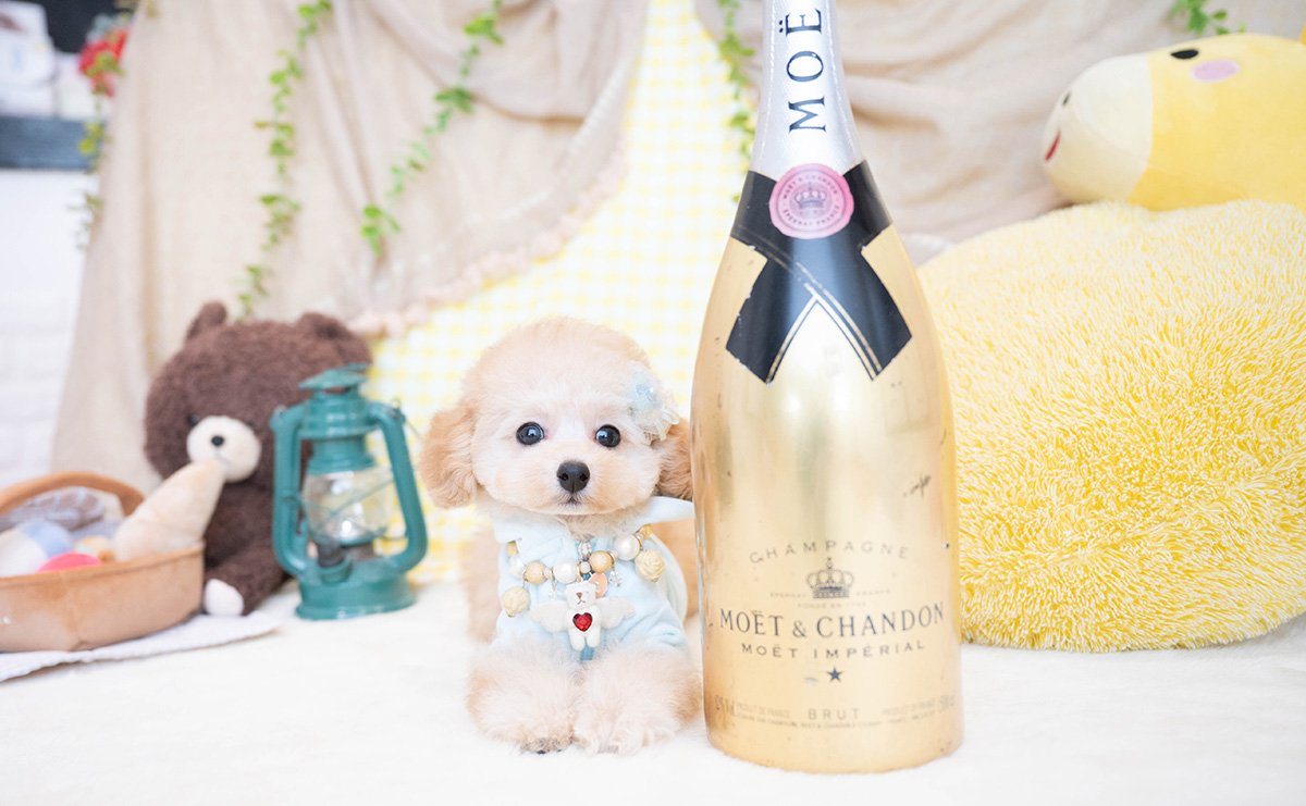 タイニープードルのアプリコットの男の子｜2025年11月23日生まれ｜No.11100｜画像3枚目