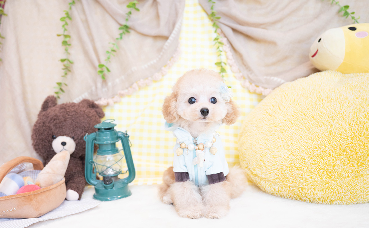 タイニープードルのアプリコットの男の子｜2025年11月23日生まれ｜No.11100｜画像4枚目