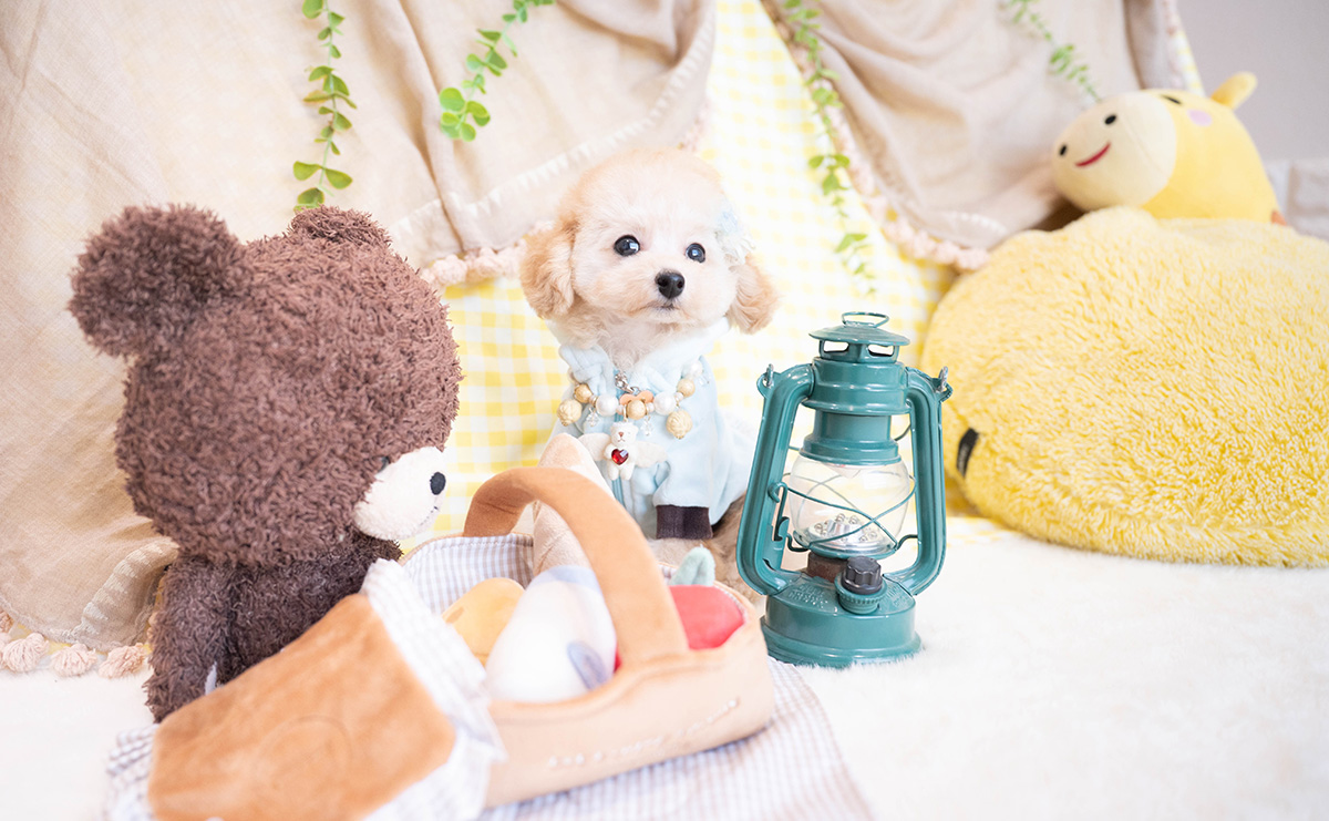 タイニープードルのアプリコットの男の子｜2025年11月23日生まれ｜No.11100｜画像0枚目