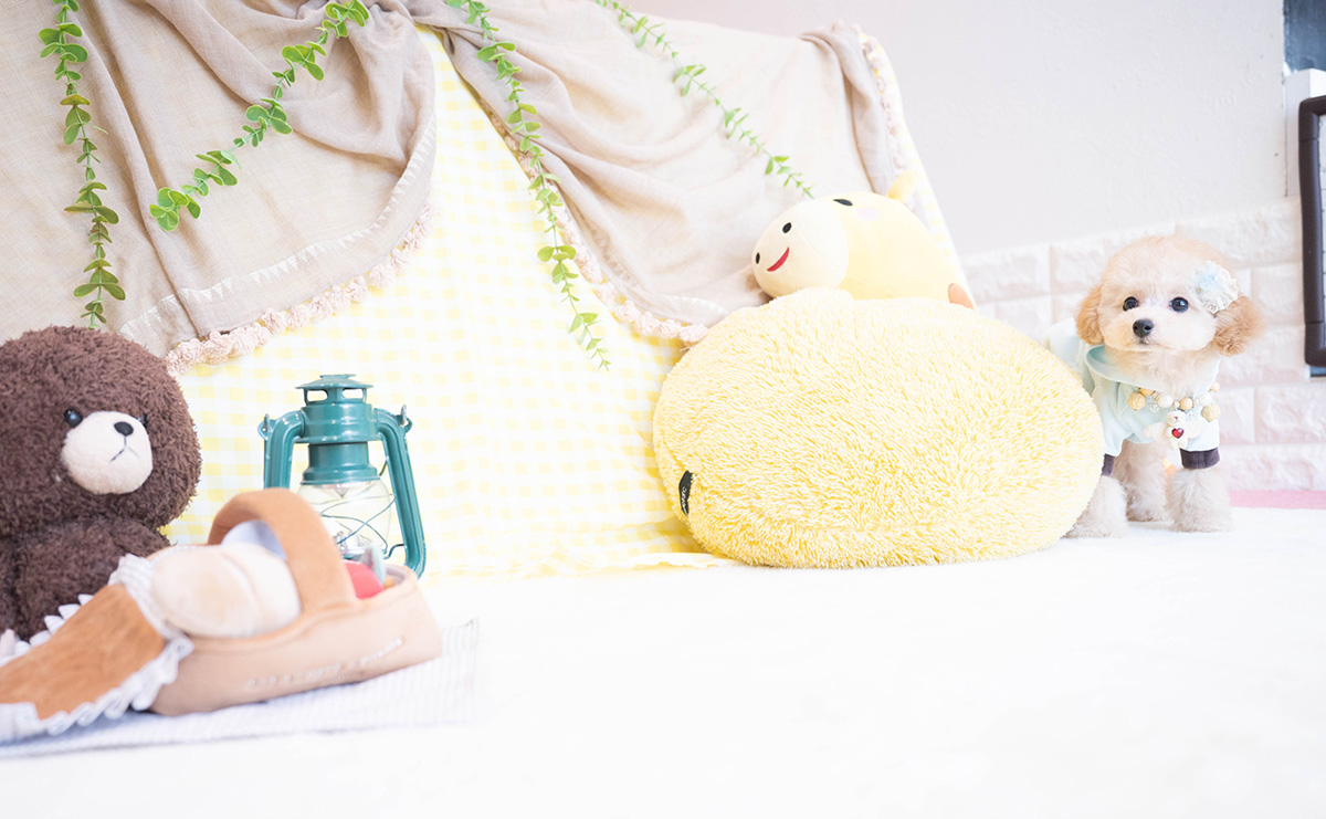 タイニープードルのアプリコットの男の子｜2025年11月23日生まれ｜No.11100｜画像6枚目