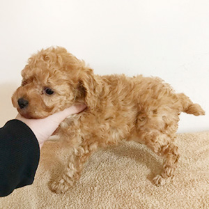 トイプードルのアプリコットの男の子｜2025年1月18日生まれ｜No.11125｜画像0枚目
