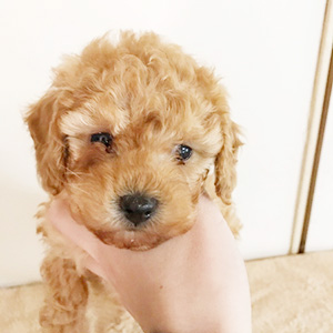 トイプードルのアプリコットの男の子｜2025年1月18日生まれ｜No.11125｜画像1枚目