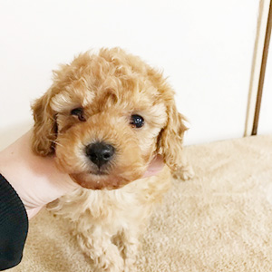トイプードルのアプリコットの男の子｜2025年1月18日生まれ｜No.11125｜画像2枚目