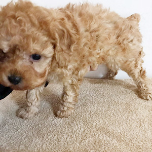 トイプードルのアプリコットの男の子｜2025年1月18日生まれ｜No.11125｜画像3枚目