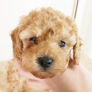 トイプードルのアプリコットの男の子｜2025年1月18日生まれ｜No.11125｜画像4枚目