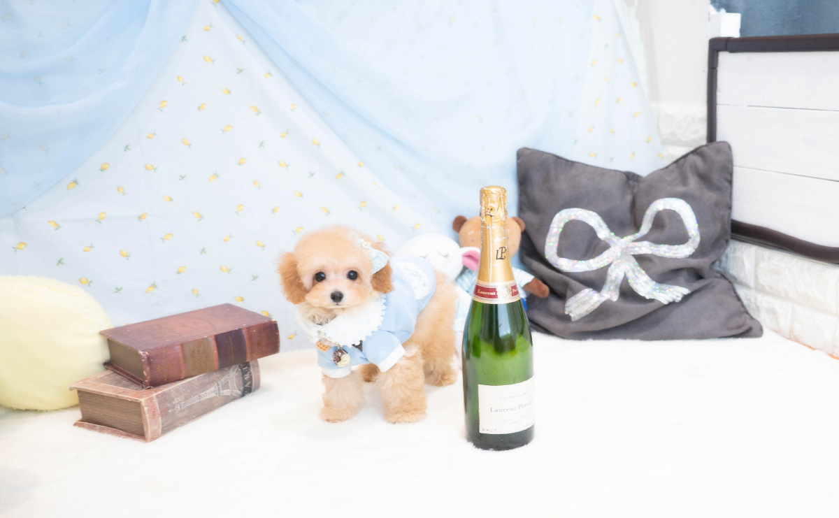 タイニープードルのアプリコットの男の子｜2025年11月30日生まれ｜No.11113｜画像2枚目