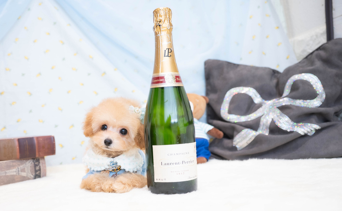 タイニープードルのアプリコットの男の子｜2025年11月30日生まれ｜No.11113｜画像3枚目