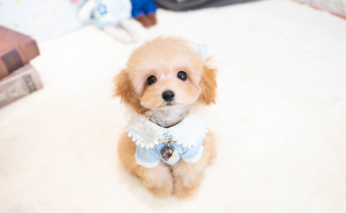 タイニープードルのアプリコットの男の子｜2025年11月30日生まれ｜No.11113｜画像0枚目