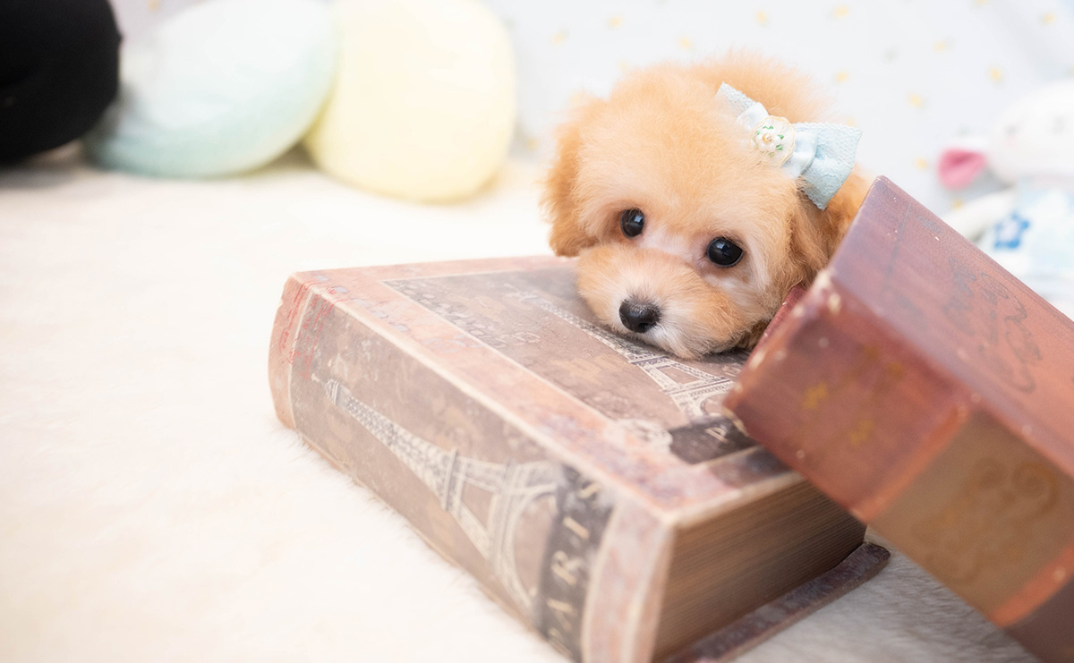 タイニープードルのアプリコットの男の子｜2025年11月30日生まれ｜No.11113｜画像4枚目