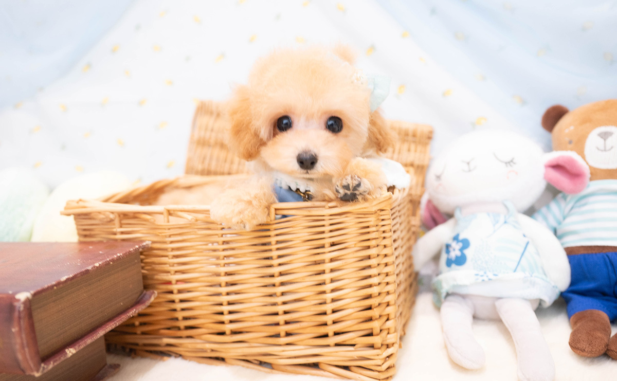 タイニープードルのアプリコットの男の子｜2025年11月30日生まれ｜No.11113｜画像1枚目