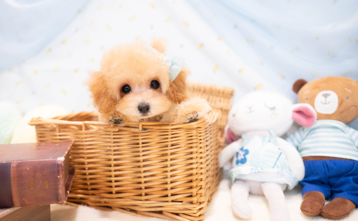 タイニープードルのアプリコットの男の子｜2025年11月30日生まれ｜No.11113｜画像5枚目