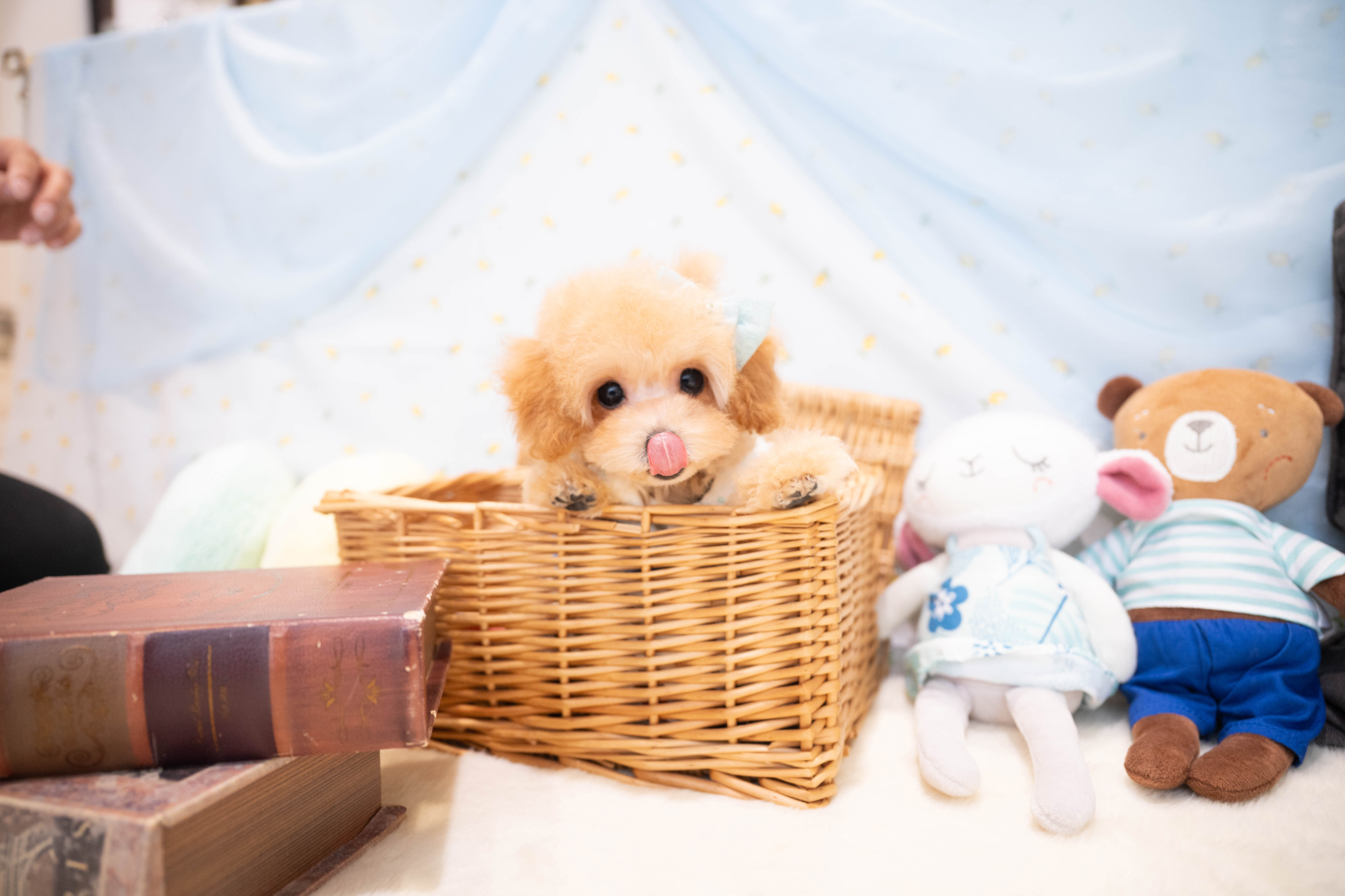 タイニープードルのアプリコットの男の子｜2025年11月30日生まれ｜No.11113｜画像6枚目