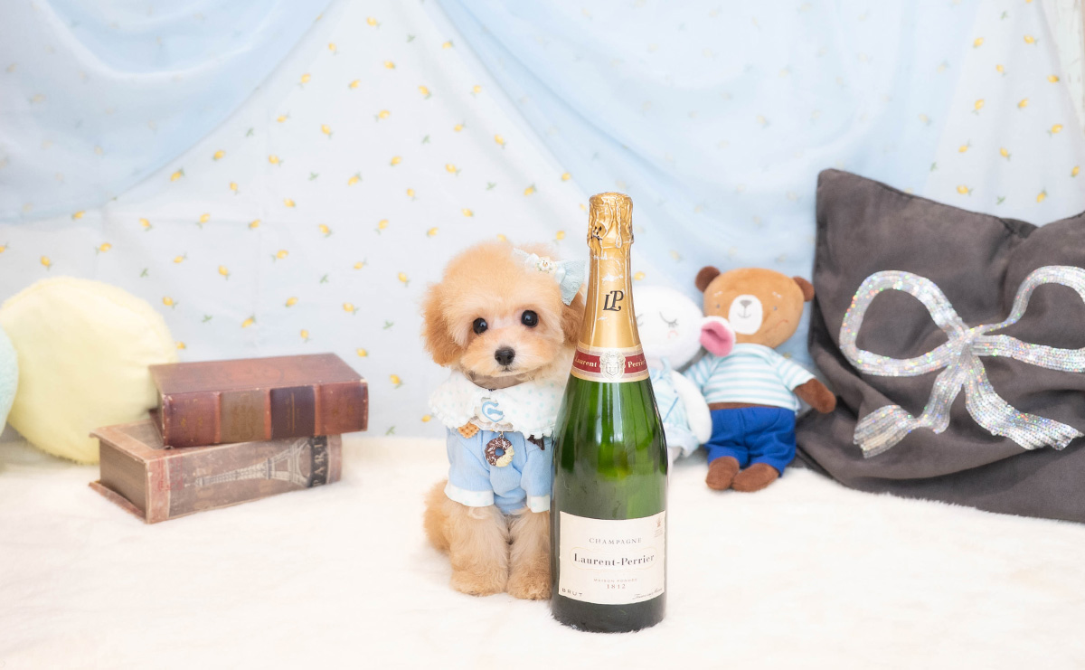 タイニープードルのアプリコットの男の子｜2025年11月30日生まれ｜No.11113｜画像7枚目