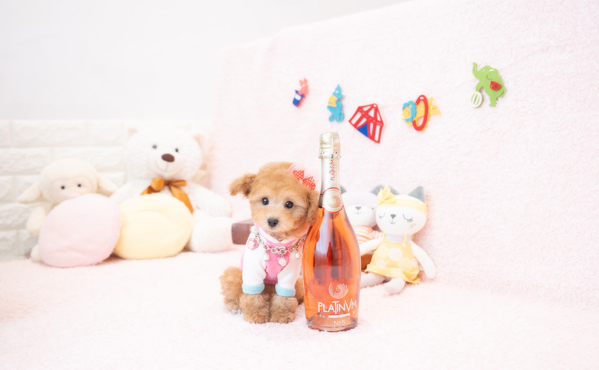 タイニープードルのアプリコットの女の子|2025年12月18日生まれ|No.11112|画像2枚目