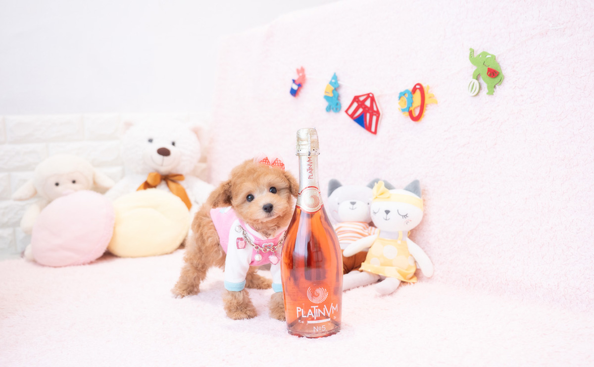 タイニープードルのアプリコットの女の子|2025年12月18日生まれ|No.11112|画像3枚目