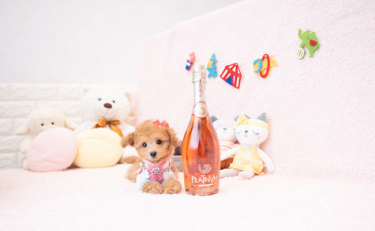 タイニープードルのアプリコットの女の子|2025年12月18日生まれ|No.11112|画像4枚目