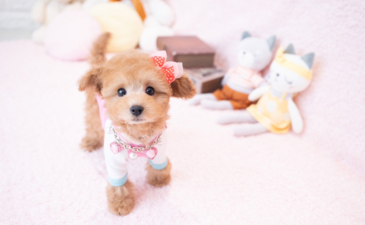 タイニープードルのアプリコットの女の子|2025年12月18日生まれ|No.11112|画像0枚目