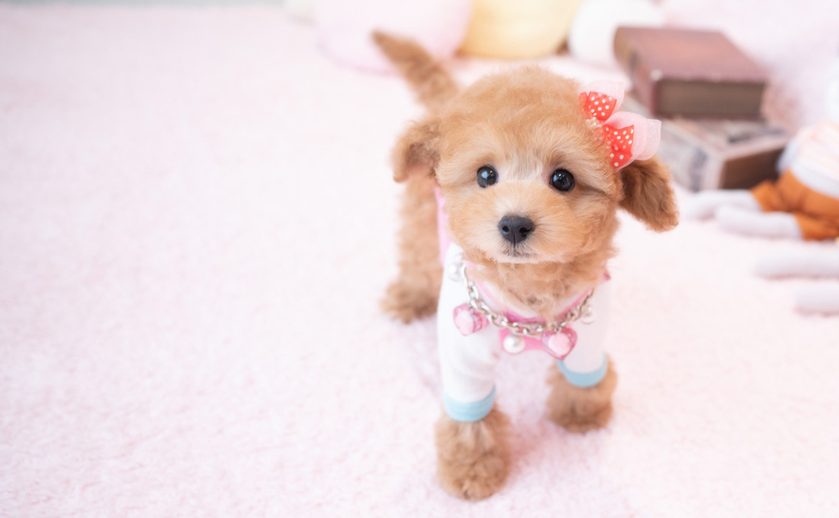 タイニープードルのアプリコットの女の子|2025年12月18日生まれ|No.11112|画像1枚目