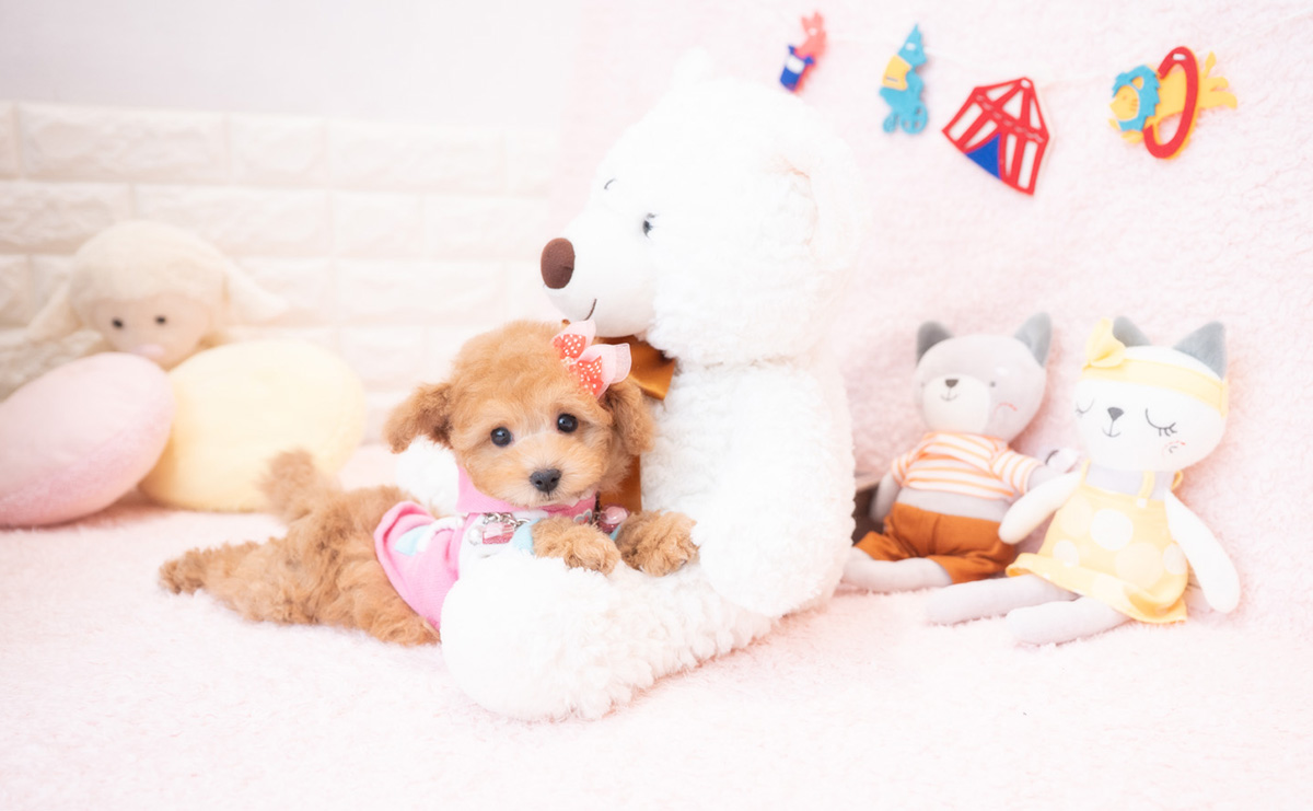 タイニープードルのアプリコットの女の子|2025年12月18日生まれ|No.11112|画像6枚目