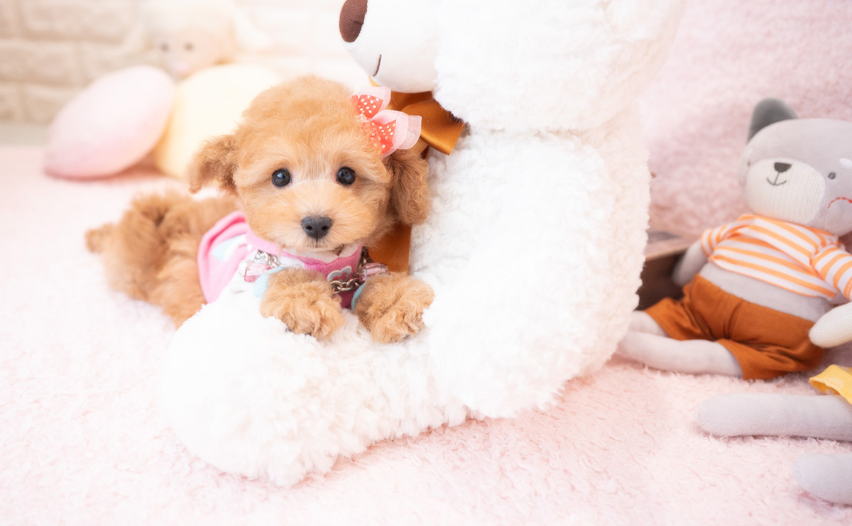 タイニープードルのアプリコットの女の子|2025年12月18日生まれ|No.11112|画像7枚目