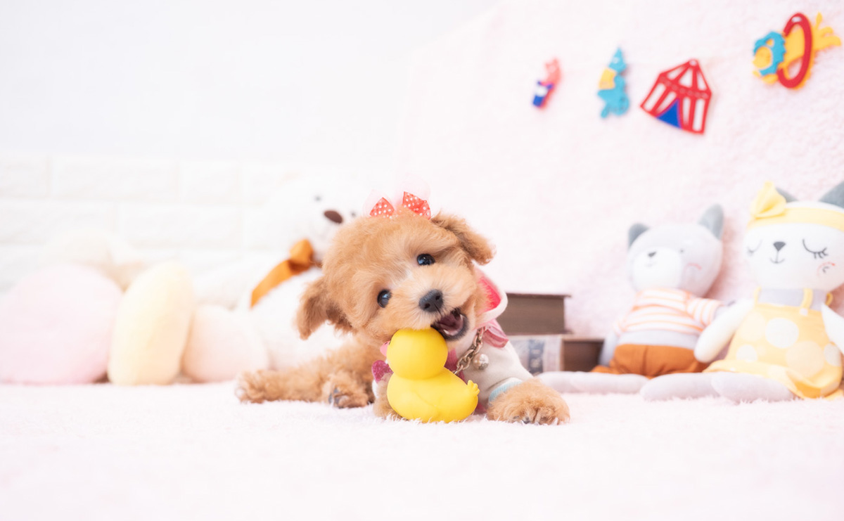 タイニープードルのアプリコットの女の子|2025年12月18日生まれ|No.11112|画像8枚目