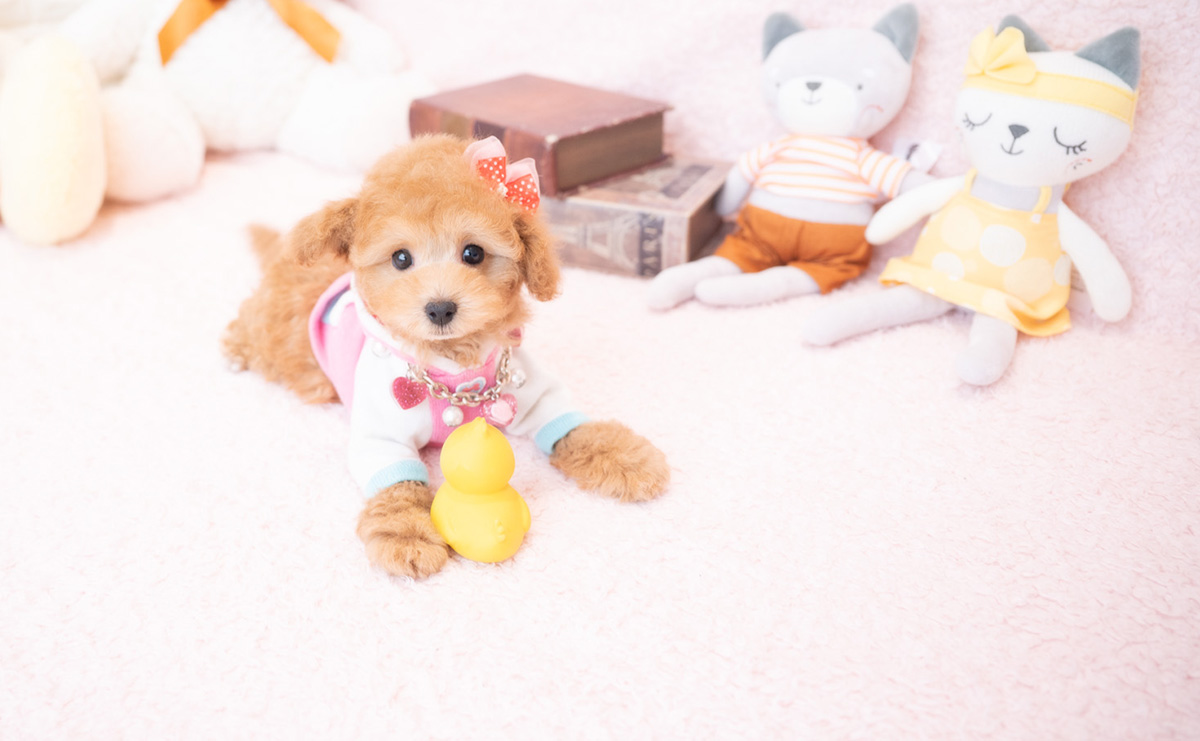 タイニープードルのアプリコットの女の子｜2025年12月18日生まれ｜No.11112｜画像9枚目