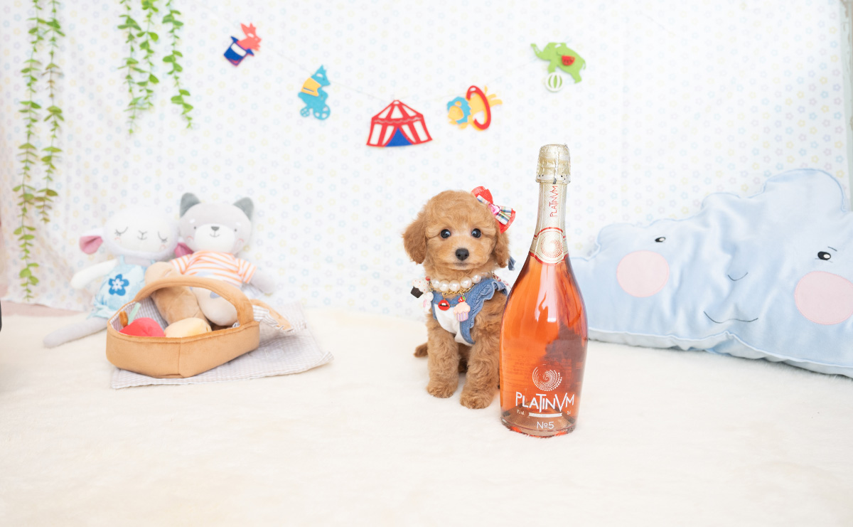 トイプードルのアプリコットの女の子｜2026年1月7日生まれ｜No.11124｜画像4枚目