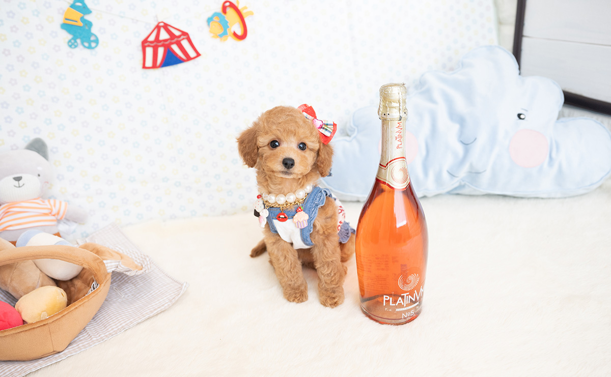 トイプードルのアプリコットの女の子｜2026年1月7日生まれ｜No.11124｜画像5枚目