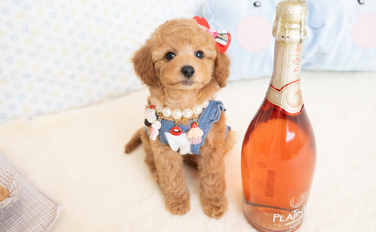 トイプードルのアプリコットの女の子｜2026年1月7日生まれ｜No.11124｜画像6枚目