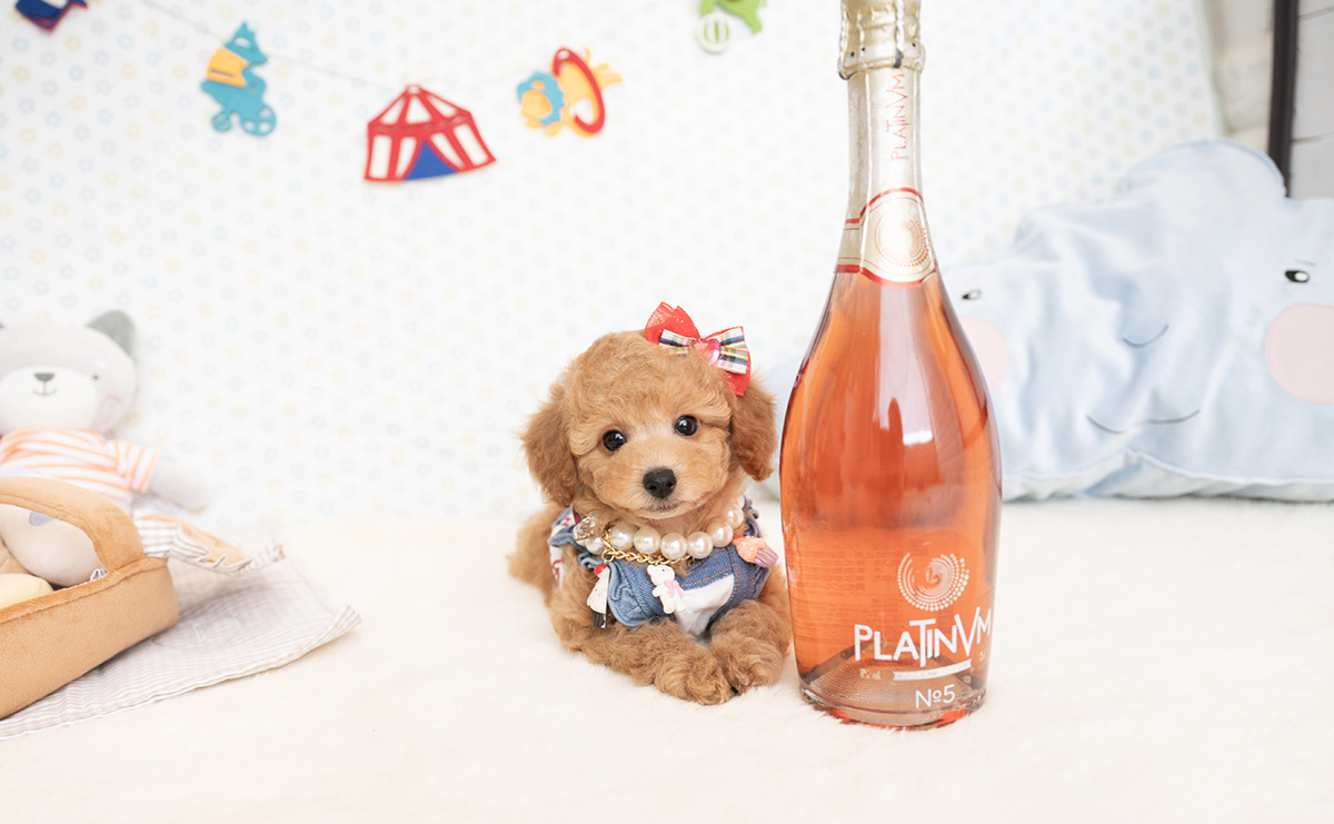 トイプードルのアプリコットの女の子｜2026年1月7日生まれ｜No.11124｜画像7枚目