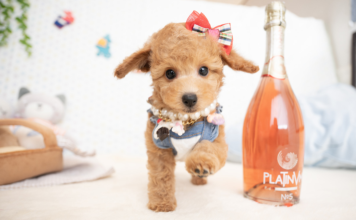 トイプードルのアプリコットの女の子｜2026年1月7日生まれ｜No.11124｜画像8枚目