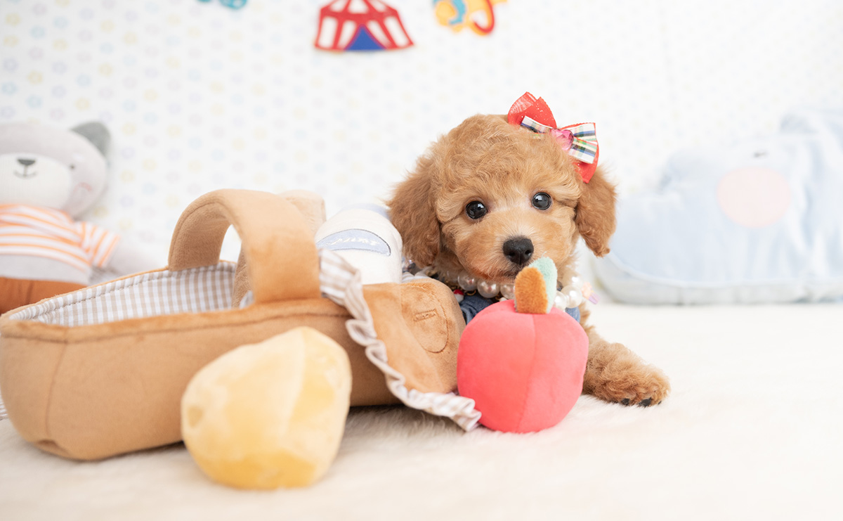 トイプードルのアプリコットの女の子｜2026年1月7日生まれ｜No.11124｜画像1枚目