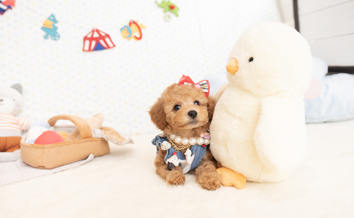 トイプードルのアプリコットの女の子｜2026年1月7日生まれ｜No.11124｜画像9枚目