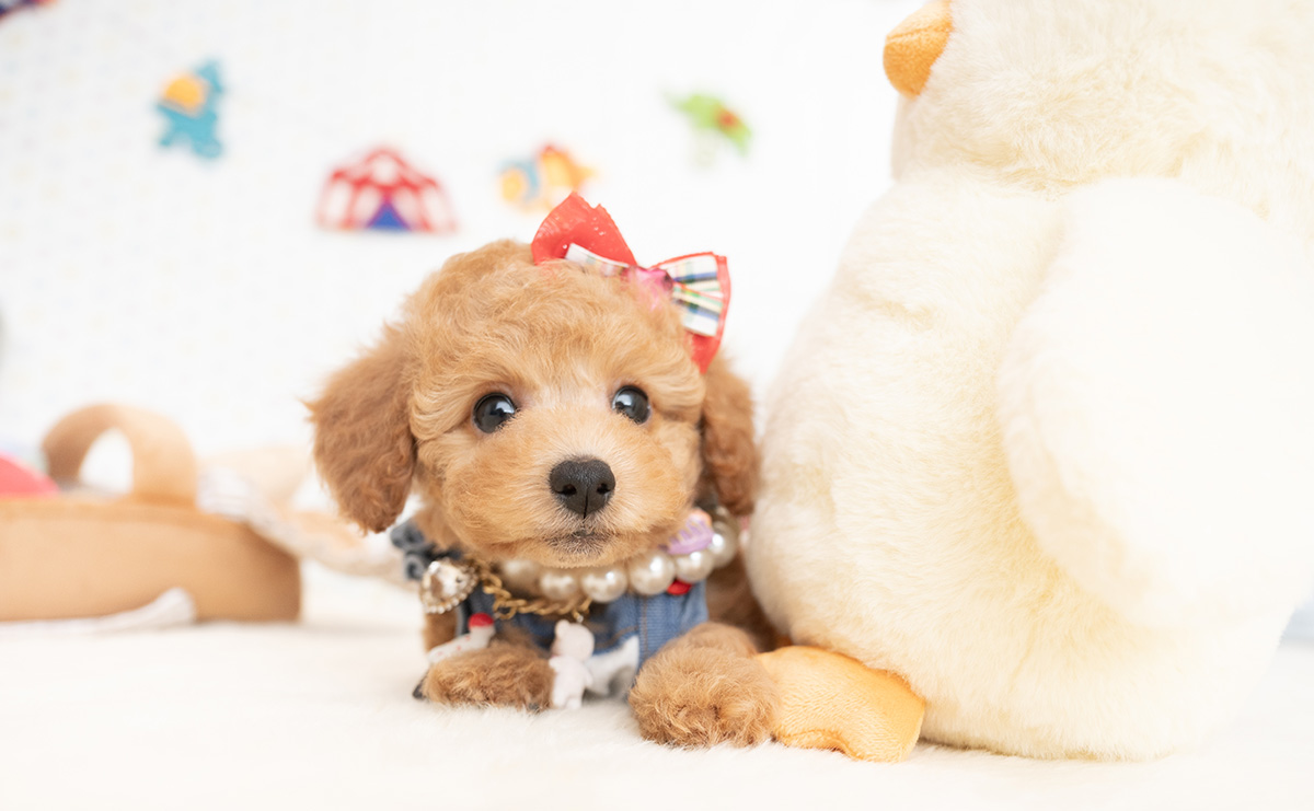 トイプードルのアプリコットの女の子｜2026年1月7日生まれ｜No.11124｜画像0枚目