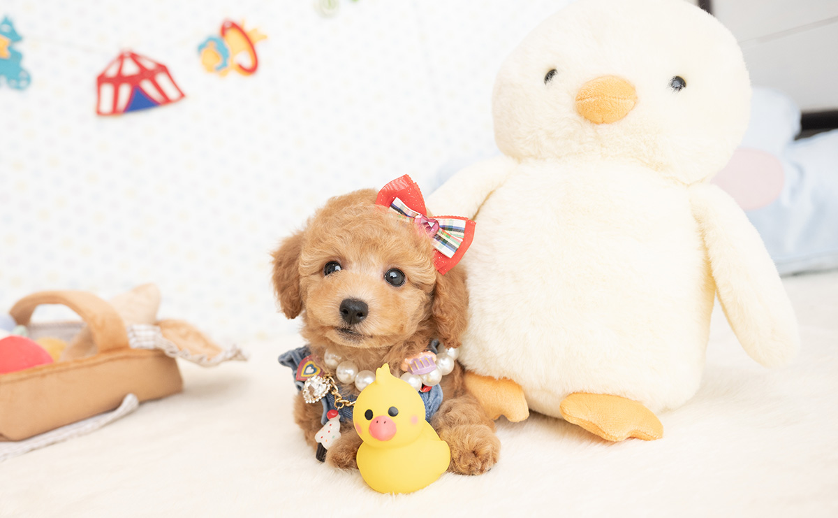 トイプードルのアプリコットの女の子｜2026年1月7日生まれ｜No.11124｜画像10枚目