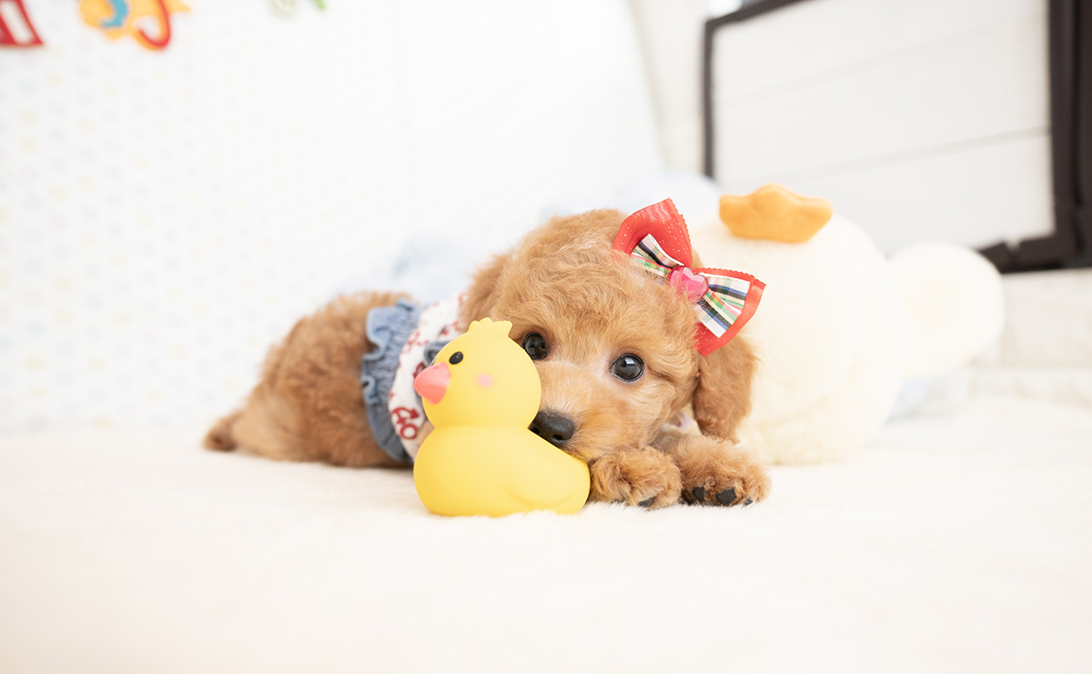 トイプードルのアプリコットの女の子｜2026年1月7日生まれ｜No.11124｜画像2枚目