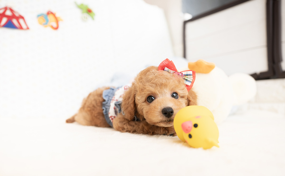 トイプードルのアプリコットの女の子｜2026年1月7日生まれ｜No.11124｜画像3枚目