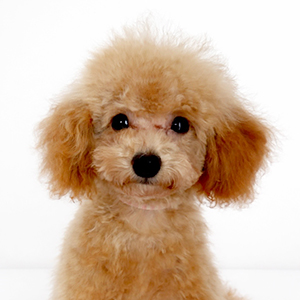 タイニープードルのアプリコットの女の子｜2025年9月2日生まれ｜No.11123｜画像0枚目