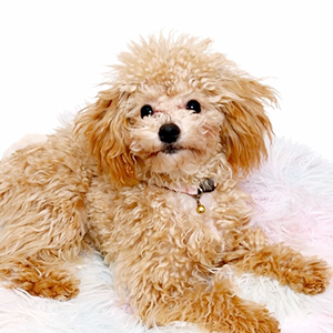 タイニープードルのアプリコットの女の子｜2025年9月2日生まれ｜No.11123｜画像2枚目