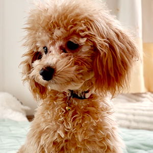 タイニープードルのアプリコットの女の子｜2025年9月2日生まれ｜No.11123｜画像3枚目