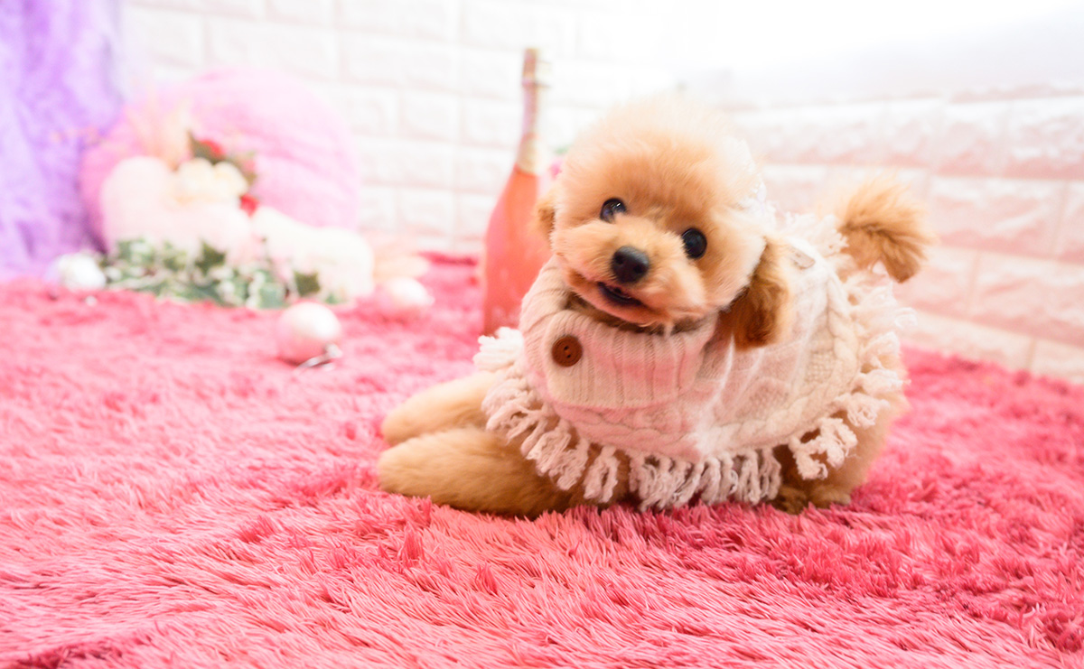 タイニープードルのアプリコットの女の子|2025年11月23日生まれ|No.11143|画像1枚目