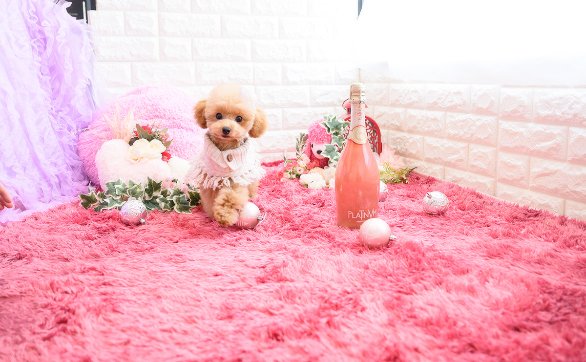 タイニープードルのアプリコットの女の子|2025年11月23日生まれ|No.11143|画像3枚目