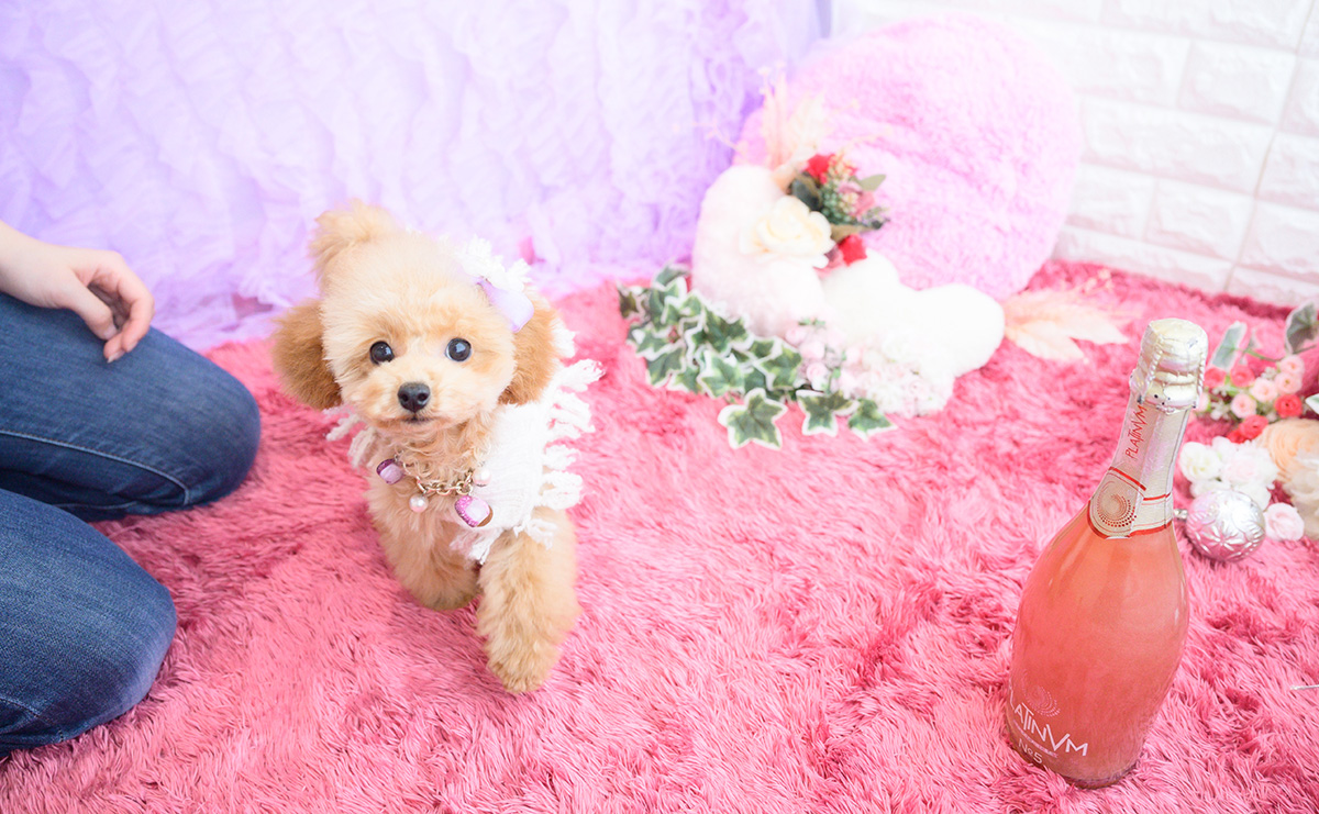 タイニープードルのアプリコットの女の子|2025年11月23日生まれ|No.11143|画像5枚目