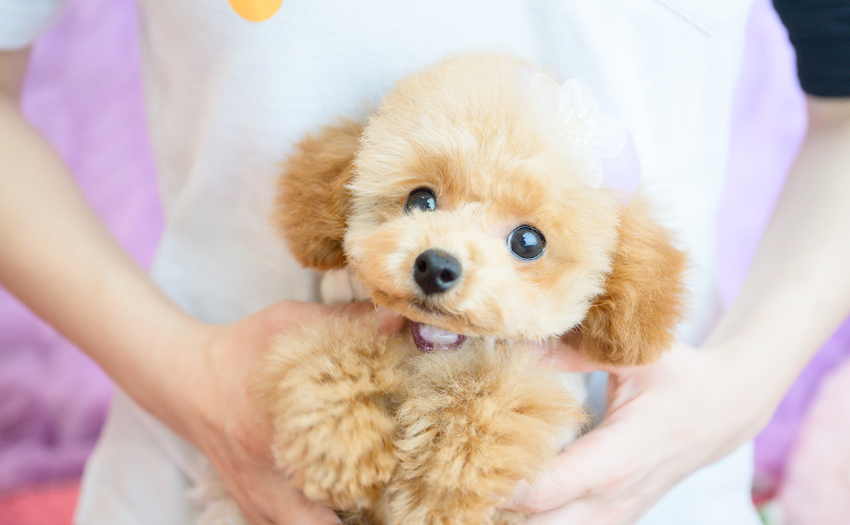 タイニープードルのアプリコットの女の子｜2025年11月23日生まれ｜No.11143｜画像6枚目