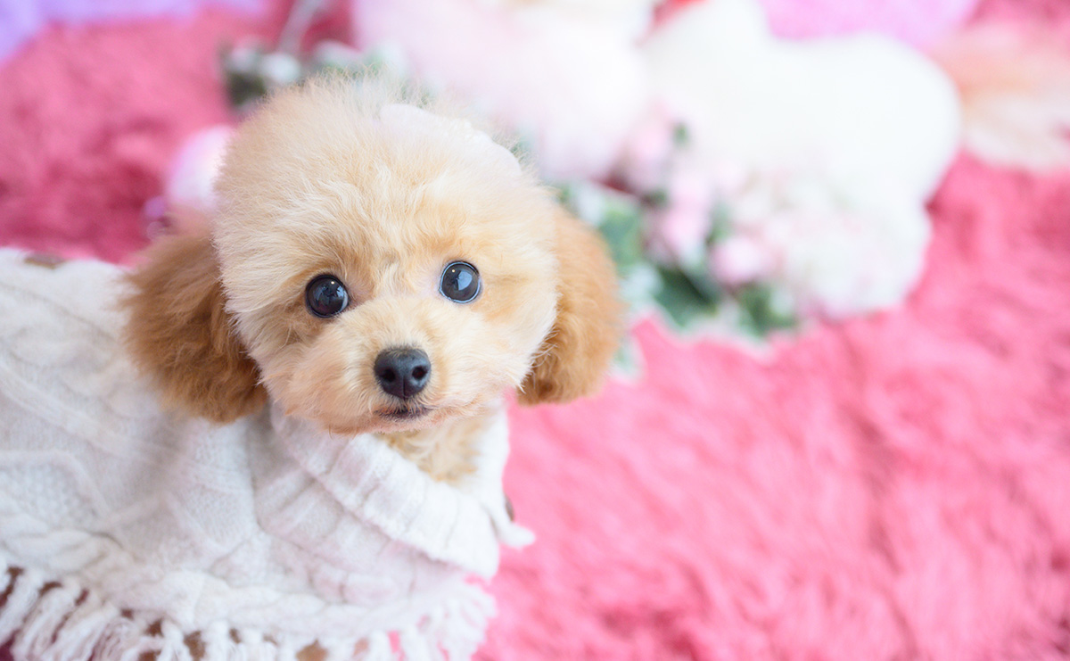 タイニープードルのアプリコットの女の子|2025年11月23日生まれ|No.11143|画像0枚目