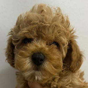 タイニープードルのアプリコットの女の子｜2026年1月10日生まれ｜No.11145｜画像0枚目