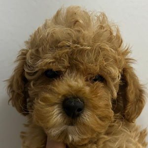 タイニープードルのアプリコットの女の子｜2026年1月10日生まれ｜No.11145｜画像1枚目