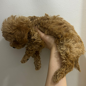 タイニープードルのアプリコットの女の子｜2026年1月10日生まれ｜No.11145｜画像3枚目