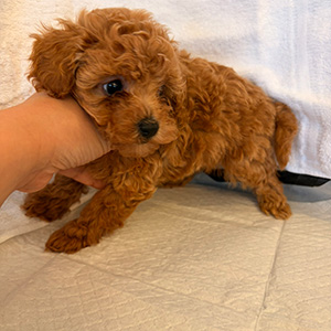 タイニープードルのアプリコットの女の子|2026年2月9日生まれ|No.11153|画像0枚目